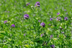 Alfalfa Leaves