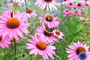 Echinacea and its Evolving Role in Cold Treatment