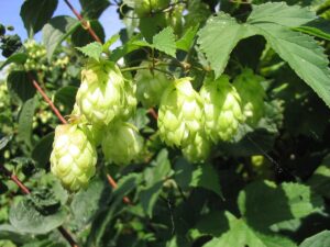 Hops Flowers