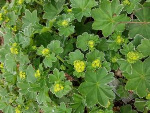 Lady’s Mantle