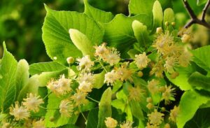 Linden Leaf & Flowers