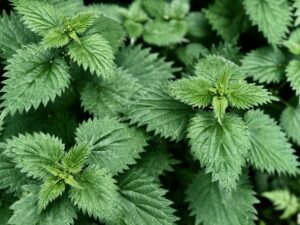 Nettle Leaf