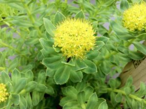 North American Rhodiola Root