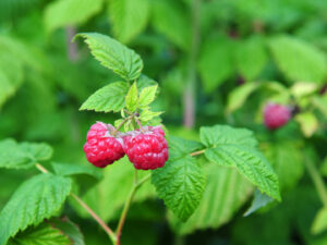 Raspberry Leaf