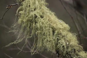 Usnea