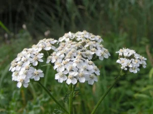 Yarrow Flower & Leaf