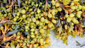 Bladderwrack