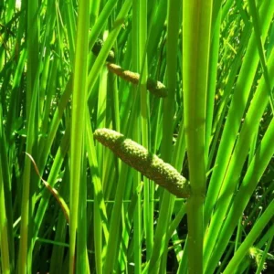 Calamus Root