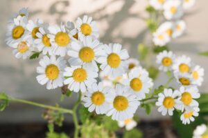 Chamomile Flowers