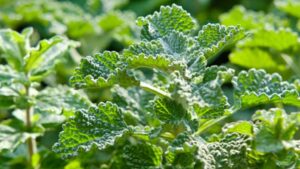 Horehound