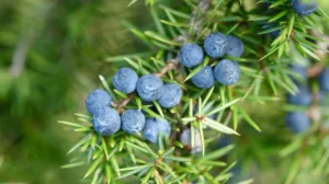 Juniper Berries