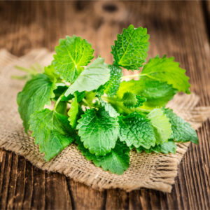 Lemon Balm