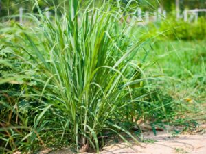 Lemon Grass