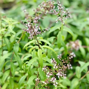 Lemon Verbena