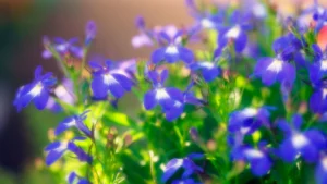 Lobelia