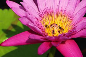 Lotus Stamens