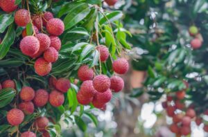 Lychee Berries