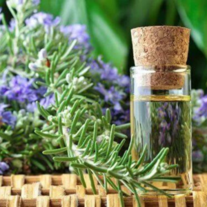 Rosemary for Cognitive Health: A Natural Boost?